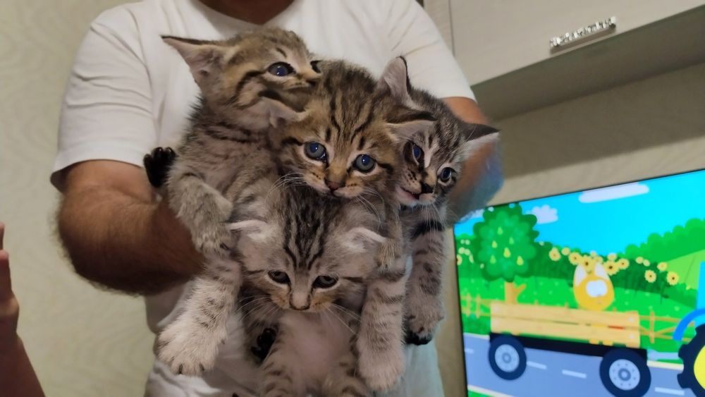 Отдадим котят в добрые руки