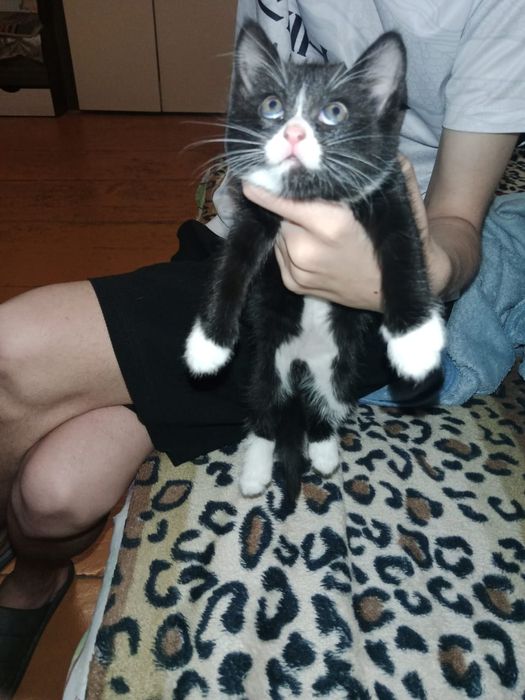 Отдам котят мальчики