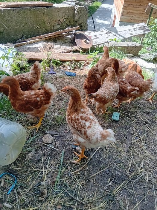 Поладки, пилета, породи за яйца