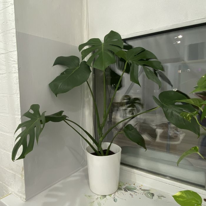 Продам цветы комнатные