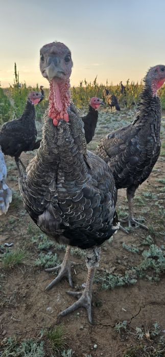 Индюки индюшата продам