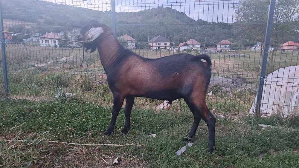 Tapisor/tapi si o ieduta Anglonubian de vanzare