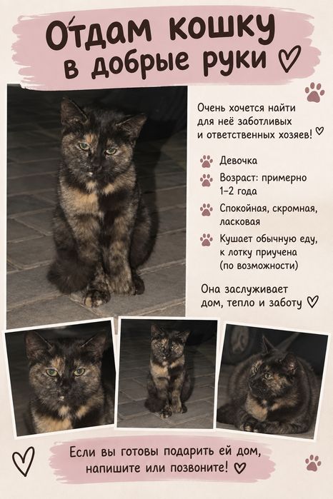 Отдам кошку в добрые руки