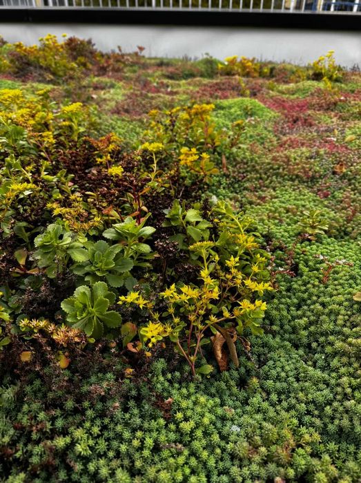 Пакет за озеленяване на гробно място със седуми GREЙNA