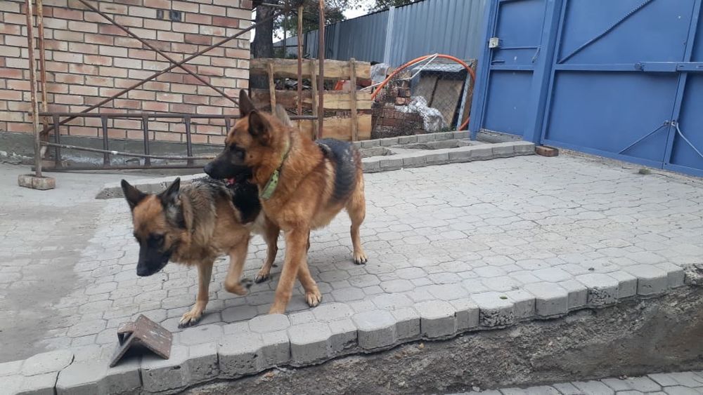 Немецкая овчарка