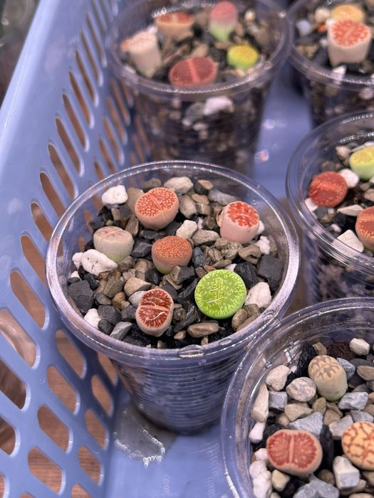 Литопсы - живые камни