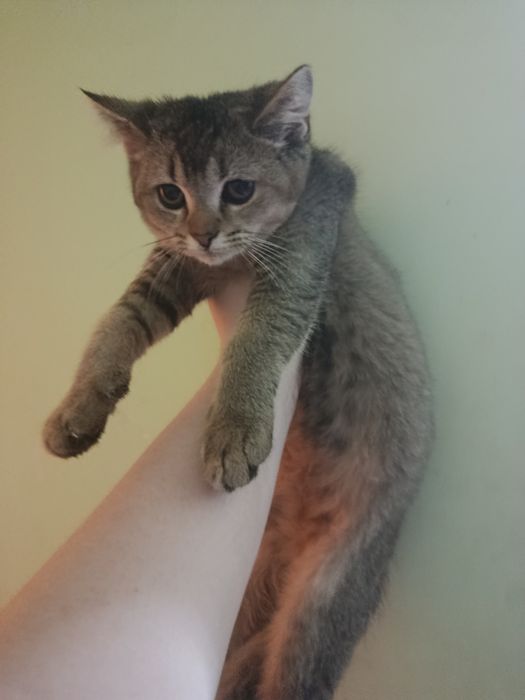 мальчик скотиш страйт