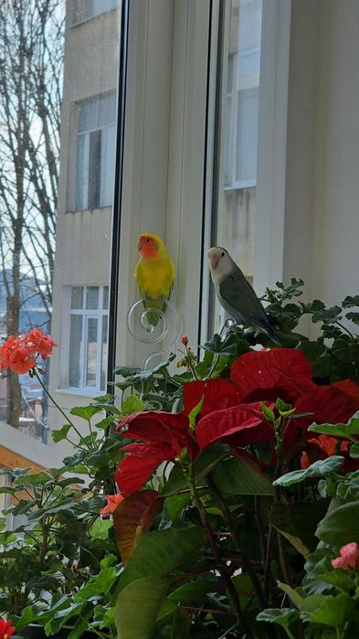 Papagali Agapornis și cușcă