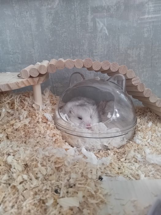 Продавам хамстерчета