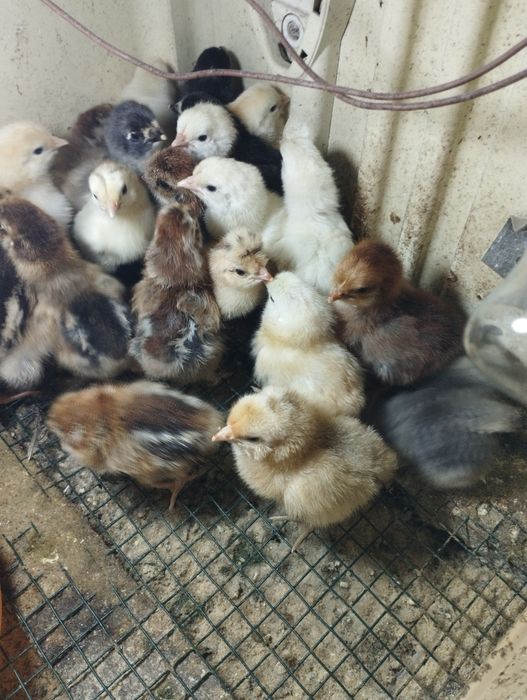 Куры несушки ломан Вайт