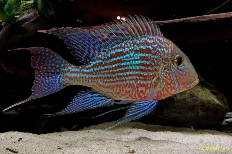 Геофагус Свени Парана