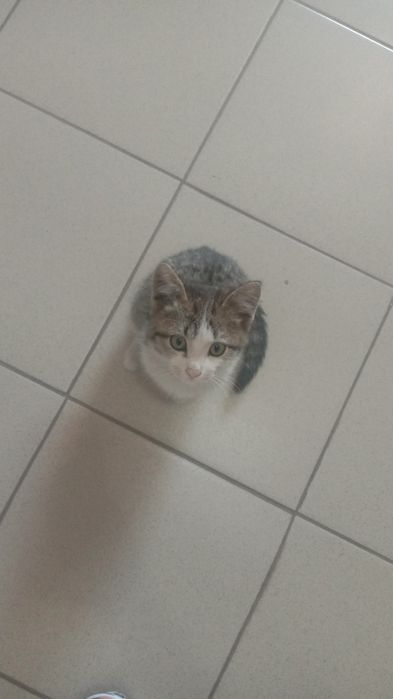 Например Phone 11 c