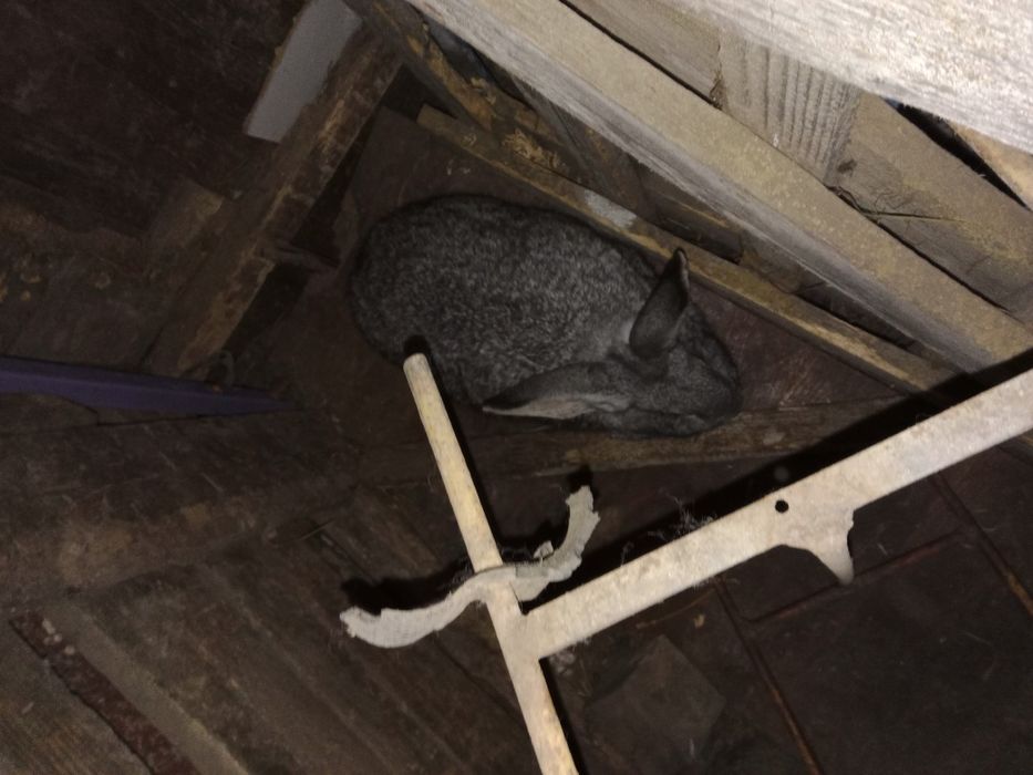 Продам  крольчиху и крола