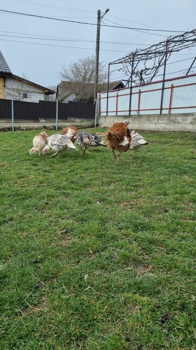 Disponibile oua de curcă.