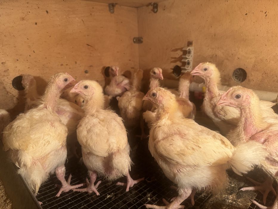 Куры Бролеры коба 500