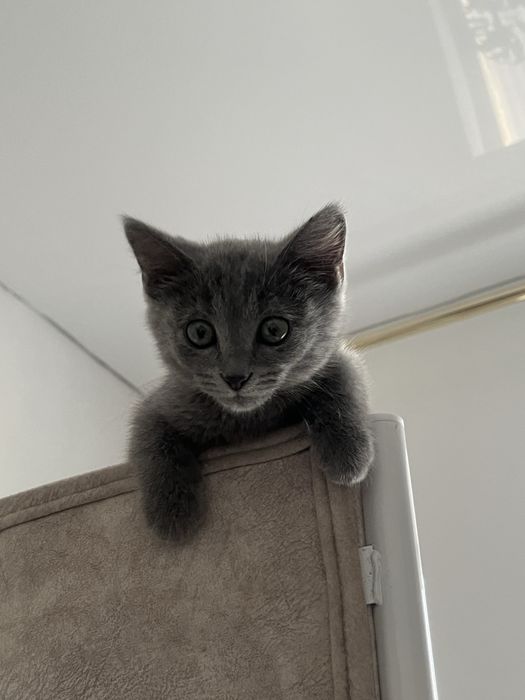 Котенок мальчик,мысық марғау