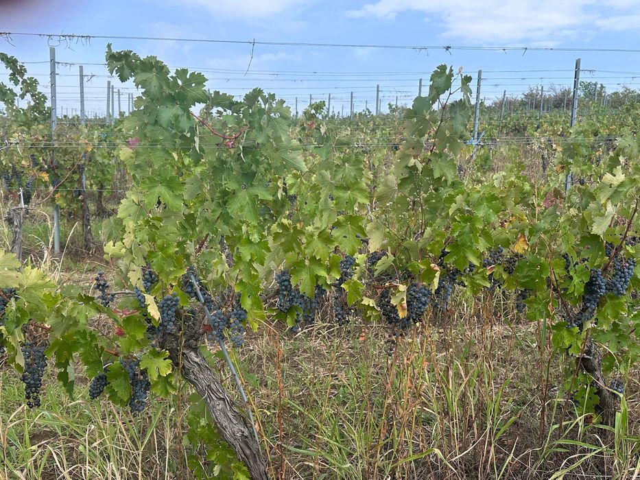 Vindem struguri cabernet sauvignon BIO - DOC MINIS