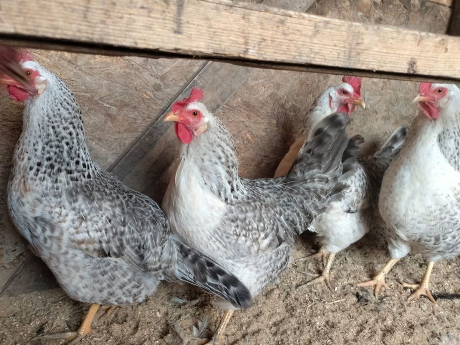 Продаётся куры Бараковские