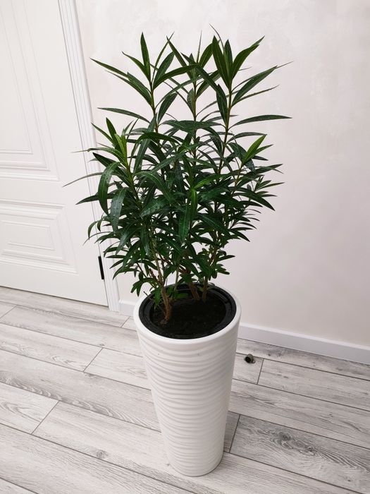 Фикус . Доставка есть