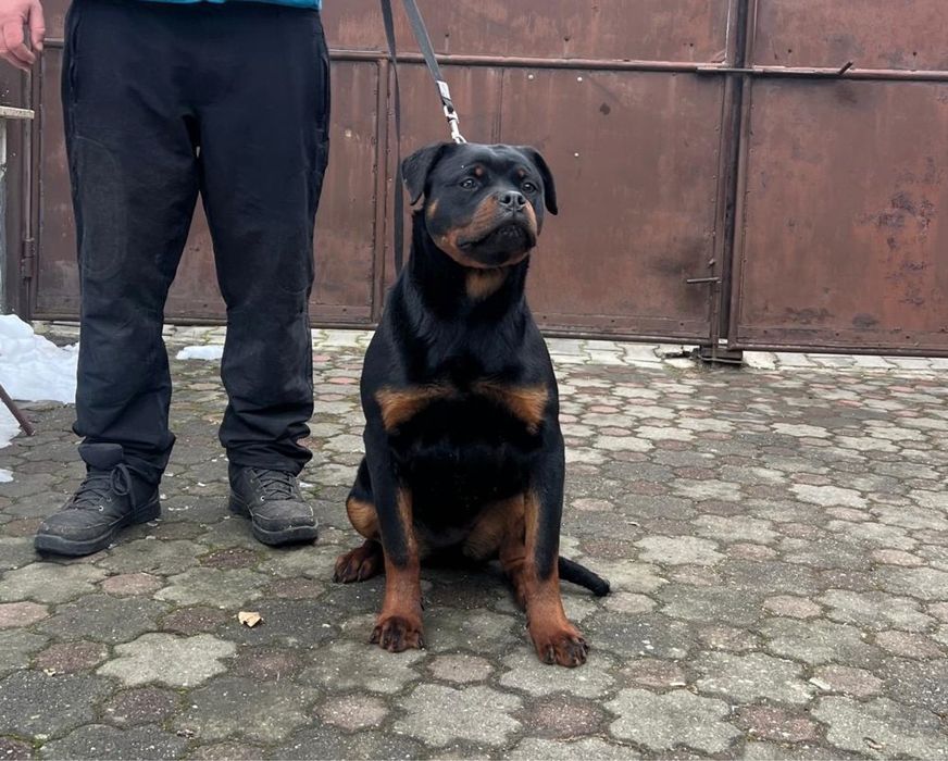 Vand femela Rottweiler cu pedigree