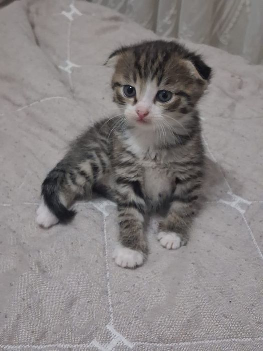 Вислоухие котята