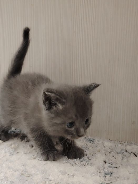 Красивые котята вислоухие