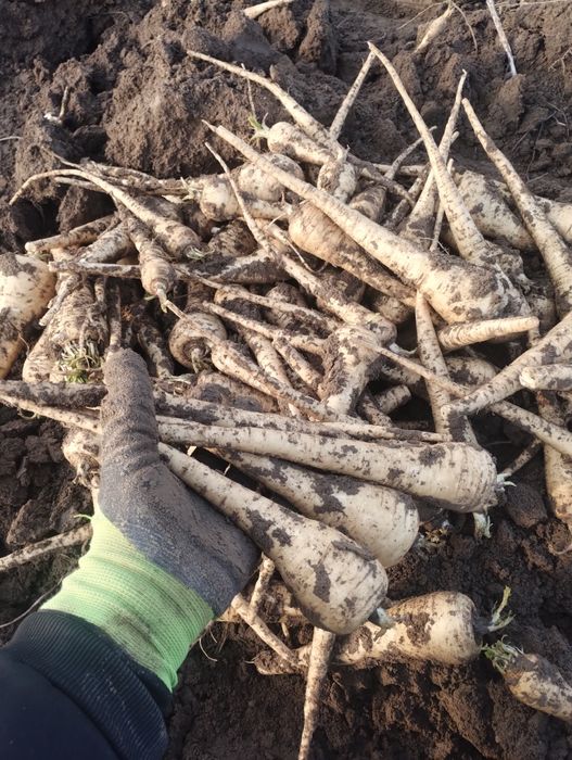 Păstârnac de vânzare