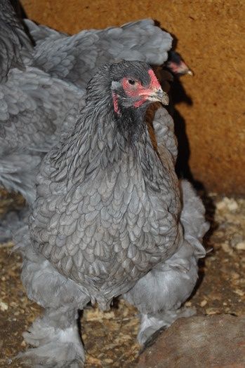 Vând găini Brahma Albastre