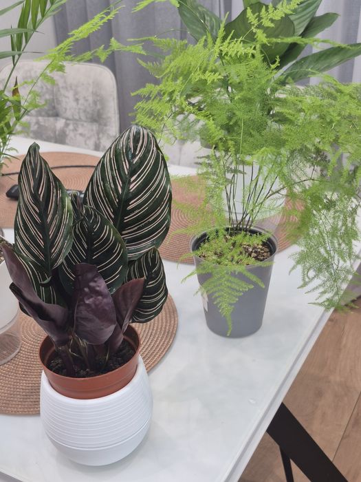 Продам комнатные цветы.