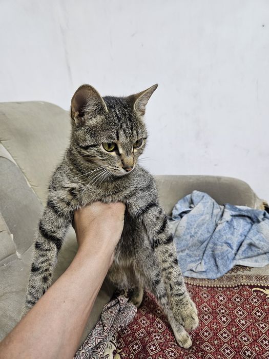 Отдам котёнка, мальчик