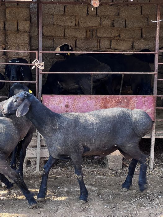 Qo’y, Qo’chqor , Qoylar, Кучкар, Куй .