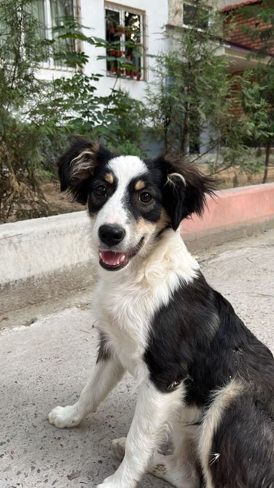 Отдаём милую собачку в добрые руки