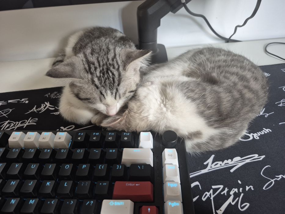 Продаётся котенок