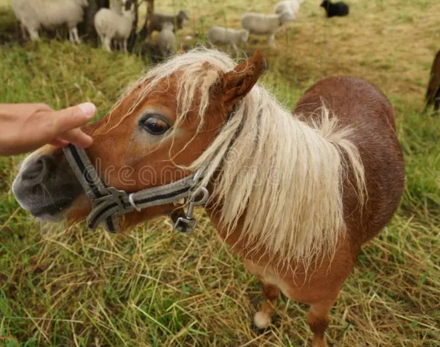 Продам пони Красавчик жеребец +кобылки Шетлендский