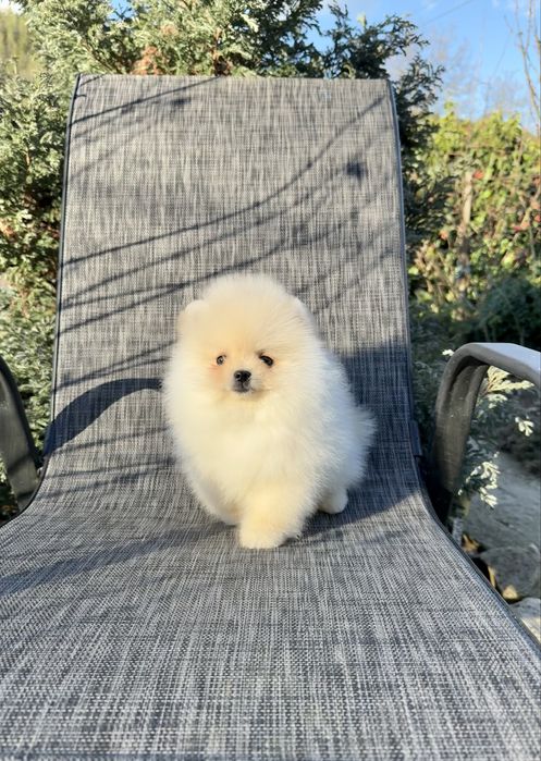 Померан мини момче. Померанче