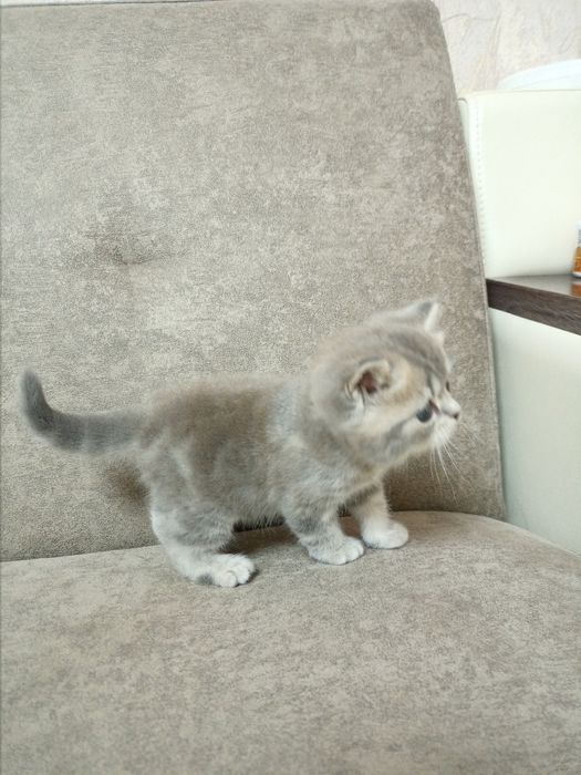 Шотландские котята