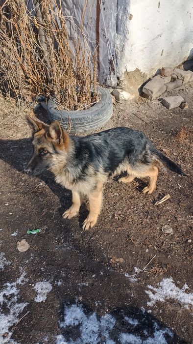 Овчарка күшік сатылады