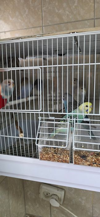 Волнистые попугай Valnistiy popugaylar sotildi. Xolati zoʻr sogʻlom.