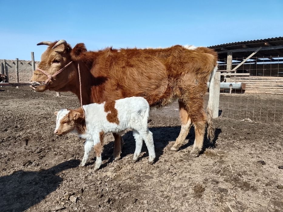 Бузаулы сиырлар сатылады