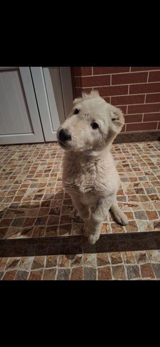 Срочно продам щенка