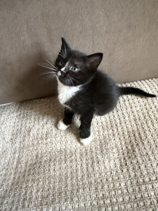 Смышленные котята