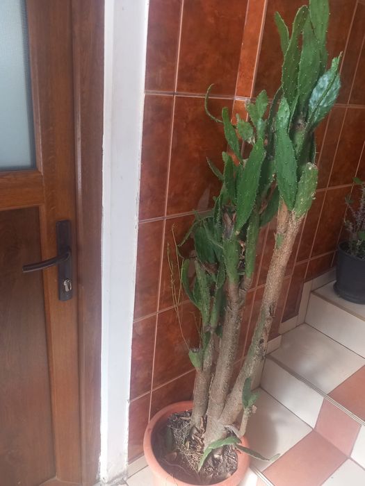 Cactus planta suculentă