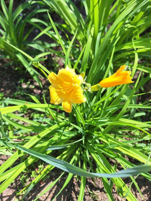 Продам многолетние цветы