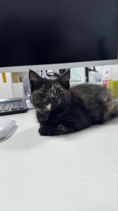 Милый котенок девочка отдам в хорошие руки