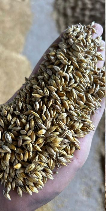 Пшеница.Платный чат!Все корма.