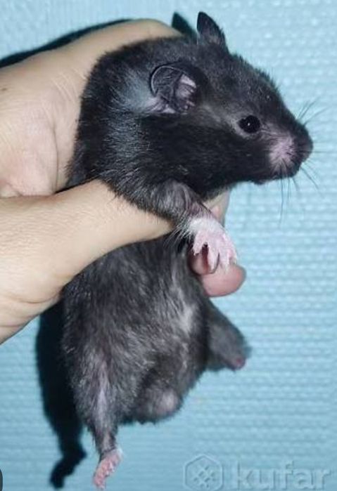 Продам хомяка ( самец)