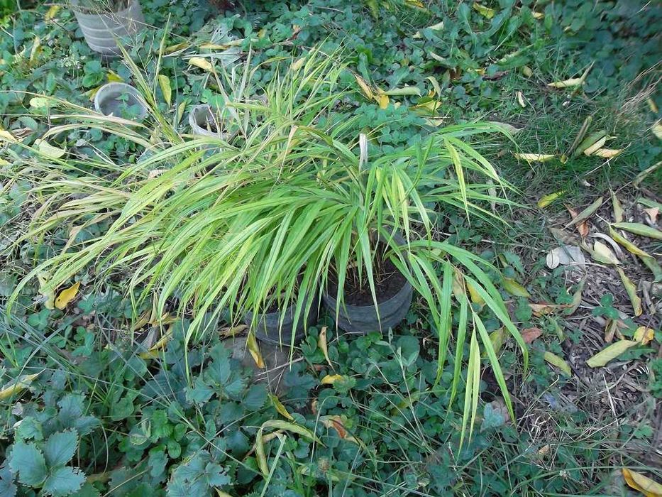 Клематисы разные подрощенные