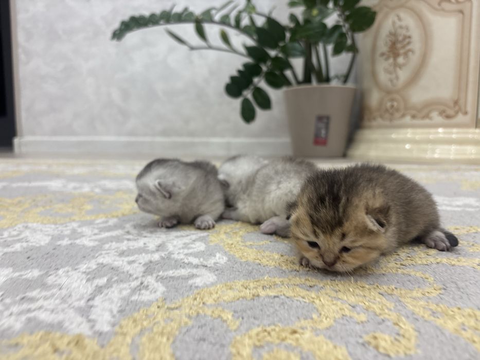 Продажа шотландских шиншилл