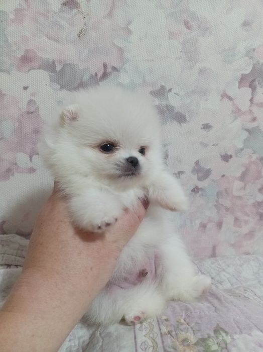 Продам щенков шпица