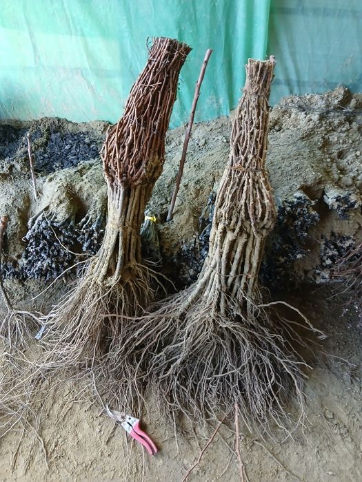 Butasi vita de vie anul 3